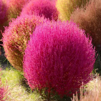 Kochia Scoparia (Burning Bush Grass) 100 - 5000 Seeds •RARE Garden Flowers | UK • £74.99