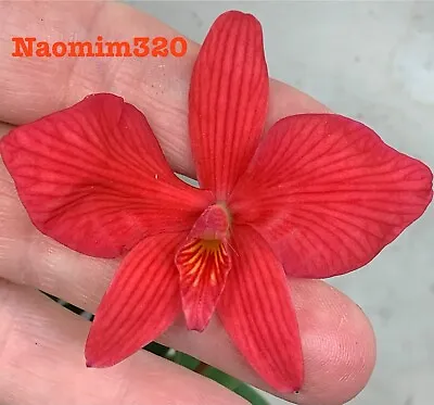 Sophronitis Brevipedunculata Mini Grower Blooming Size • $40