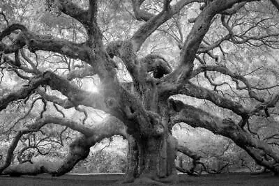 Angel Oak Tree Black White Charleston South Carolina Photo Poster 24x36 • $13.98