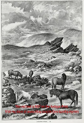 Horse Dartmoor Pony Herd Wild Feral Ponies Large 1890s Antique Print • £67.51