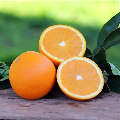 Grafted Washington NAVEL Orange Citrus Tree 26-30  Citrapot Ship UPS Overnight • $79