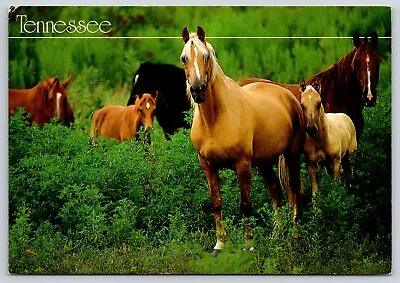 Tennessee Horses Mares And Ponies In Field Pose For Picture Postcard • $3.75