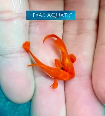 $25.95 • Buy 2X Male-Live Aquarium Guppy Fish High Quality-Albino Koi Red Ear - USA Seller A+