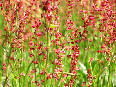 £0.99 • Buy Sheep's Sorrel - Rumex Acetosella - 500 Seeds - Wildflower -Red Sorrel