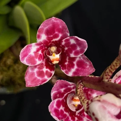 $60 • Buy Select Barrita Orchids Sarcochilus INDP/048