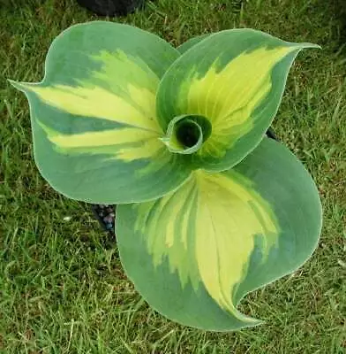 £14 • Buy Hosta Dream Weaver Garden Plant Sent Out In 2 Litre Pot Or Bareroot