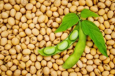 Soybeans (8Lbs) Gluten Free Great For Salad Sprouts Grown In Iowa Vegetarian D • $36.96