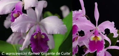 $55 • Buy Cattleya Warscewiczii (f. Flamea ‘Gigante De Cuite’ X Tipo ‘1776’)