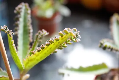 3 X ROOTED Mother Of Thousands Kalanchoe / Alligator Plant / Mexican Hat Plant • £7.99