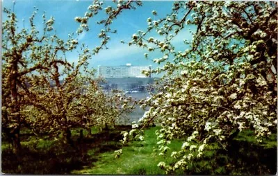 Postcard Pear Blossoms In Medford Oregon Rogue Valley Manor Vintage Chrome A83 • $4.69