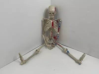 33” Human Skeleton Model Painted Muscles Half Natural • $79.99