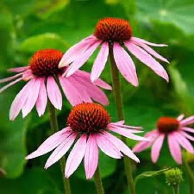 ECHINACEA PURPUREA FLOWER SEEDS Medicinal Herb Flowers Purple Coneflower Seeds • $2.99