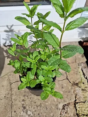 Spear Mint Herb Plant Well Rooted Supplied In 13 Cm Pot. UK Grown. Evergreen • £9.49