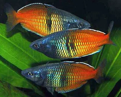 Boesemans Rainbowfish ** Melanotaenia Boesemani  ** TROPICAL FISH RAINBOWFISH • £5.99
