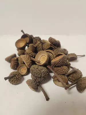 Natural Real Acorn Caps 100pc Medium Size Fall Decorating Craft Bowl Filler  • $4.95