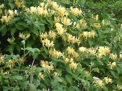 £12.99 • Buy Honeysuckle Halliana Evergreen Climber Scented Cream/Yellow  Flowers Potted
