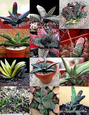 COLOR GASTERIA MIX @@ Rare Living Stones Exotic Cactus Succulents Seed 100 Seeds • $12.99