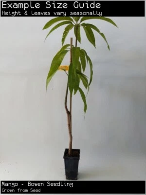 $34.89 • Buy Mango - Bowen Seedling (Mangifera Indica) Fruit Tree Plant