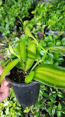 Variegated Vanilla Bean Orchid Live Plant~ Vanilla Planifolia Variegata In 4 Pot • $17.95