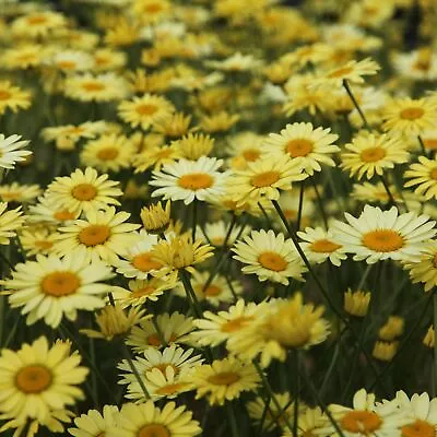 E.C. Buxton Dyers Chamomile Perennials Flowering Plants Anthemis 2L Pot • £15.79