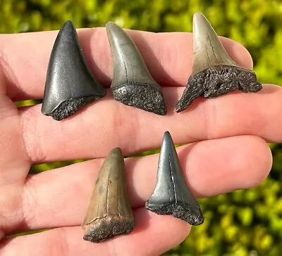 South Carolina Fossil Mako Sharks Teeth LOT OF 5 Megalodon Age Collection • $19.99