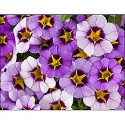 3 X  Trailing Petunias CALIBRACHOA Million Bells BLUE STAR Pre Order • £5.99