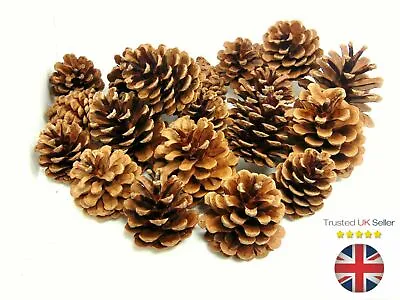 £5.95 • Buy Natural Pine Cones Approx 60 Per Kg Quality Pinecone's Florists Crafts Cone