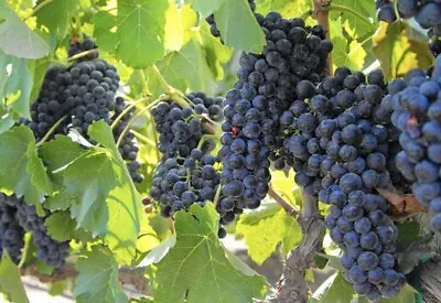 $50 • Buy Cabernet Sauvignon Grape Vine- 3 Cuttings, No Roots