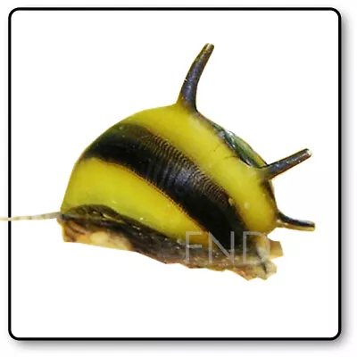 Zebra Horn Nerite Snail Clithon Diadema Algae Eater Aquarium Fish Tank Plant • £10.99