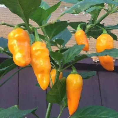 Orange Marconi Mini Pepper Seeds - 10 Seeds - Free Shipping! • $3