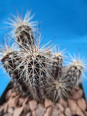 Pachycereus Weberi 3 To 4 Seedling Plants 3  To 5  Tall Hard To Find! 3.25  Pot • $914.99