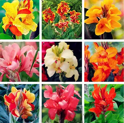 100PCS Seeds Canna Lily Dwarf Bonsai Outdoor Tropical Bronze Scarlet Color Mixed • $18.04