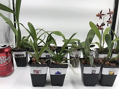 Orchids - 5+ Live Plants(Cattleya OncidiumDendrobiumVandaPhalaenopsis) • $44.99