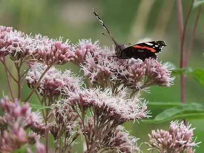 Hemp Agrimony - Eupatorium Cannabinum - 1000 Seeds - Butterfly Favourite • £1.49