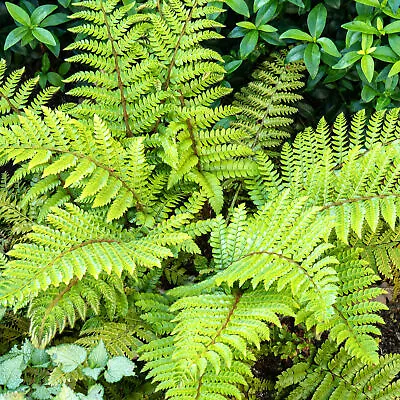 Polystichum Polyblepharum Japanese Tassel Lace Fern Evergreen Outdoor Hardy Bush • £9.99