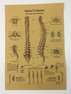 Vintage Medical Poster Anatomy Of Human Spine Skeletal System Skeleton Print • $11.99
