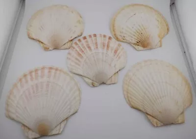 SHELLS  5  Assorted Color  Scallop Sea Shells  Crafts Décor  Baking  Serving • $15.99