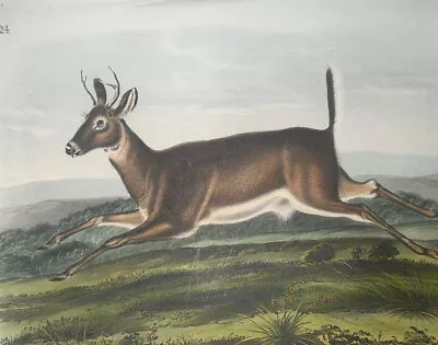 Audubon Quadrupeds Octavo Bowen 1849 H/C Lithograph Pl 118 White Tailed Deer • $80