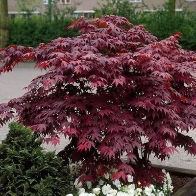 $26.99 • Buy 10+ Seeds, Japanese Maple Tree Seeds (Acer Palmatum) Red Japanese Maple Seeds