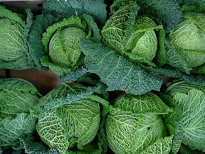 Cabbage Savoy Perfection  1000 Finest Seeds • £2.49