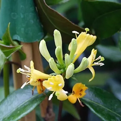 Lonicera Copper Beauty - Scented Honeysuckle Plant - Climbing Plant In 9cm Pot • £11.99