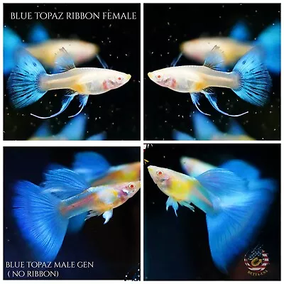 1 PAIR - Live Aquarium Guppy Fish High Quality - Albino Blue Topaz Ribbon • $26.31