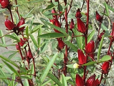£1.99 • Buy Hibiscus Sabdariffa - Roselle / Red Sour Leaf  Sorrel