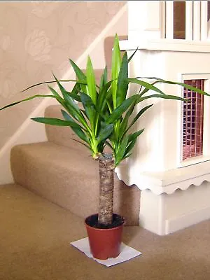 60cm TALL LARGE SPINELESS YUCCA ELEPHANTIPE EVERGREEN INDOOR HOUSE PLANT IN POT • £16.99