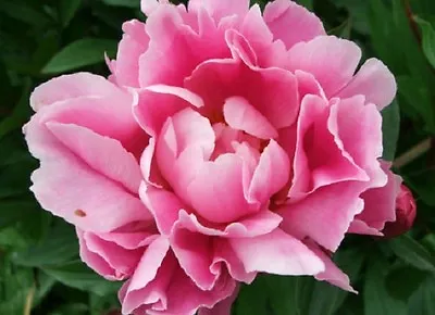 £3.87 • Buy 50+ Pink Peony / Long-Lasting Annual Flower Seeds
