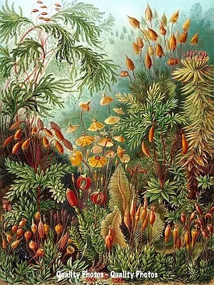 Grove Of Mosses 8.5x11  Photo Print Ernst Haeckel Botanist Bryophyta Nature Art • $8.17