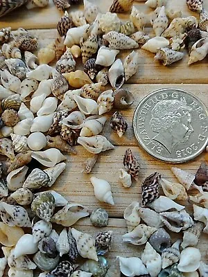 100 MICRO MIXED SEASHELLS Tiny Sea Shells Craft Project Wedding Beach Confetti • £5.29