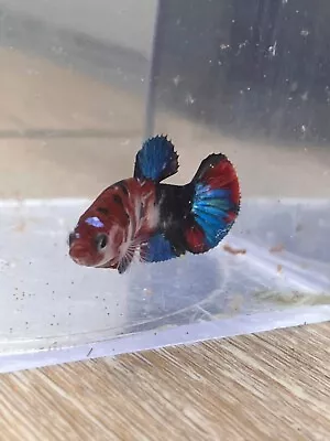 Live Betta Fish - High Quality HMPK Female 4030 • $20