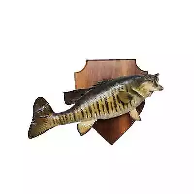 Vintage Wall Mount Bass Taxidermy 18  • $99