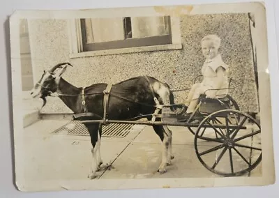 Large 7 X5   Antique Photo GOAT CART Wagon Boy Photograph AS IS H1 37 • $17